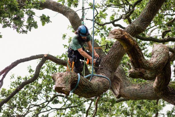 Reliable Vermilion, OH Tree Care Solutions