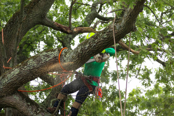 Seasonal Cleanup (Spring/Fall) in Vermilion, OH