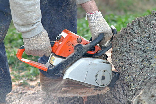  Vermilion, OH Tree Care Pros