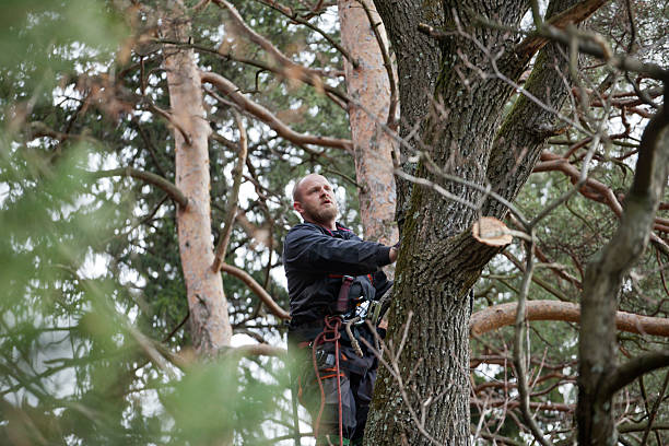 Best Tree Removal  in Vermilion, OH