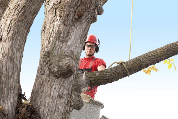 How Our Tree Care Process Works  in  Vermilion, OH